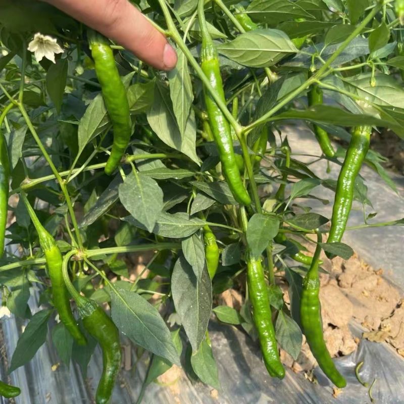 杭椒一号辣椒种子早熟杭椒种籽辣味中等商品性好保护地露地