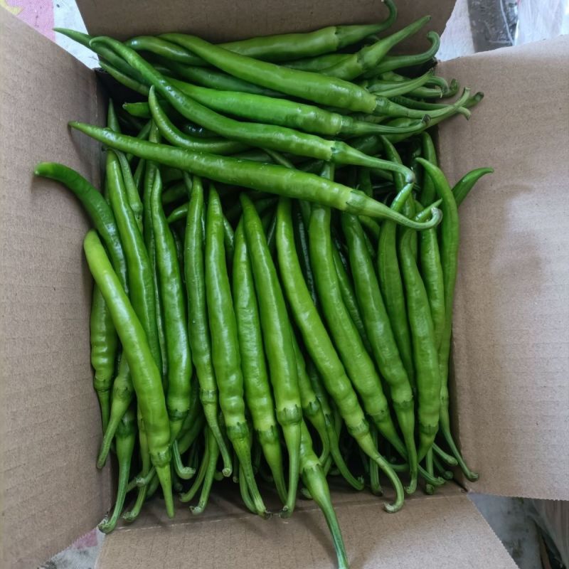 杭椒一号辣椒种子早熟杭椒种籽辣味中等商品性好保护地露地