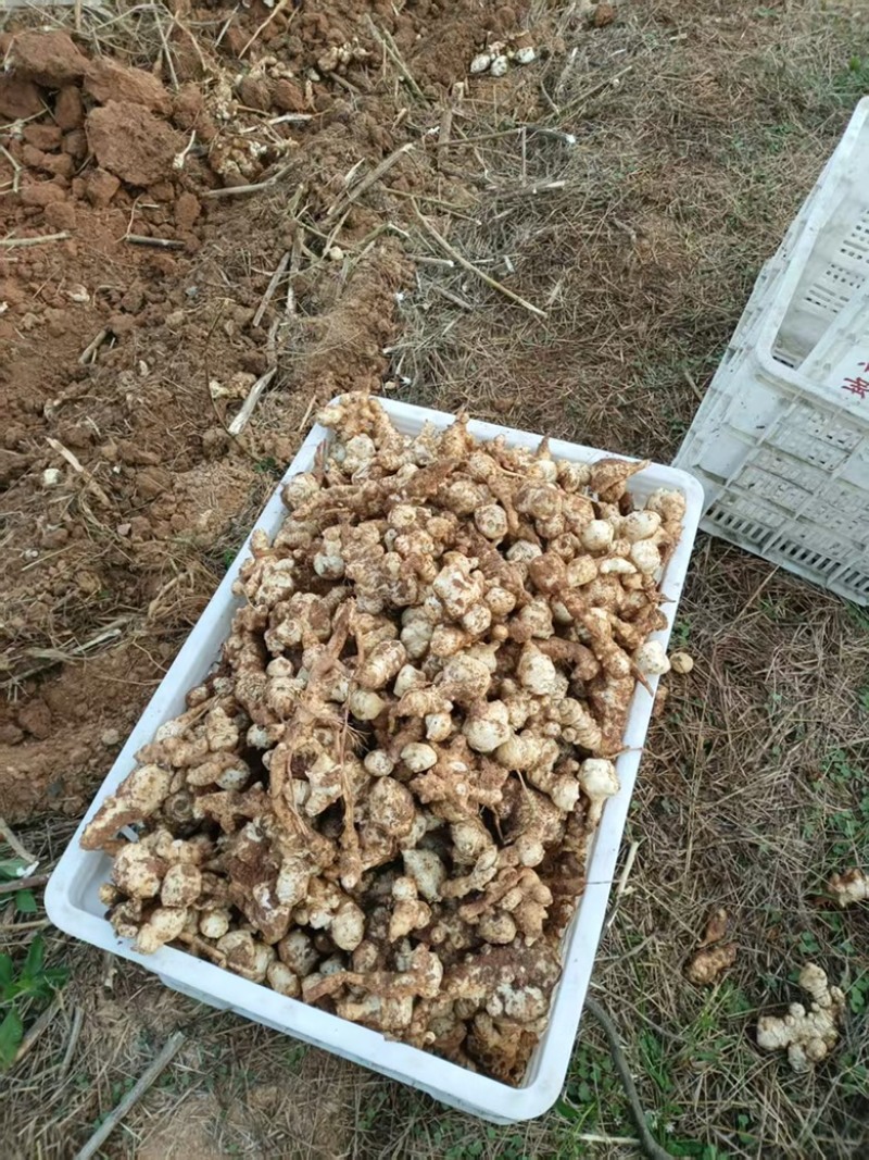 江西白洋姜