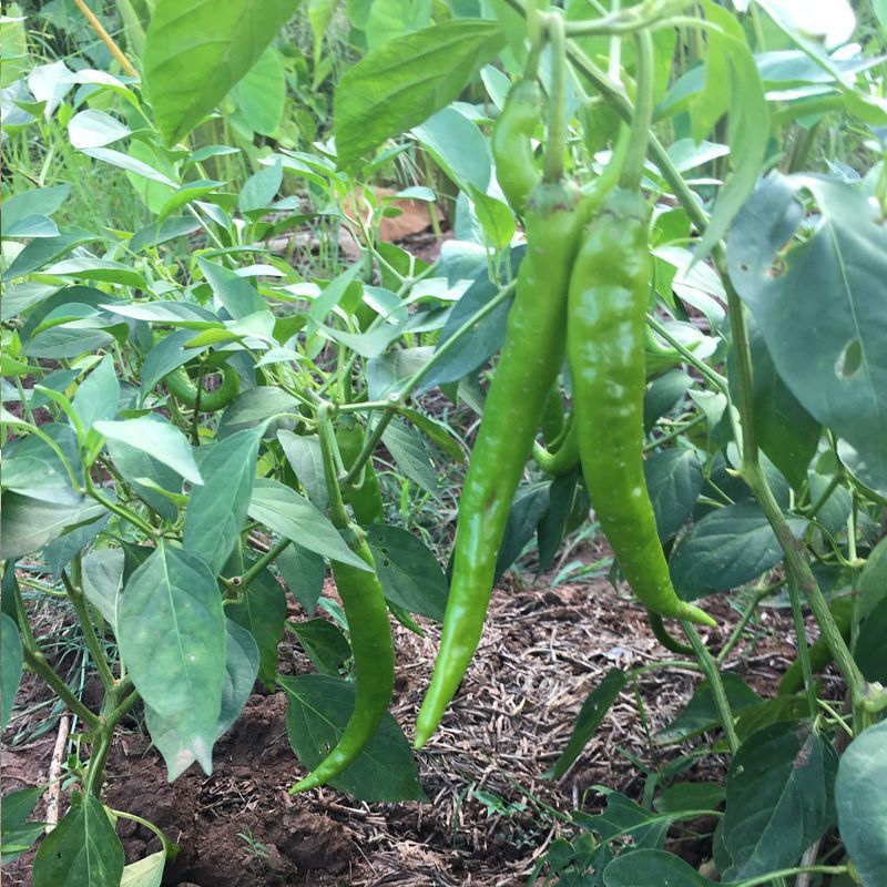 鸡爪X吉林早熟辣椒种子高产抗病性强辣椒种子高山辣椒