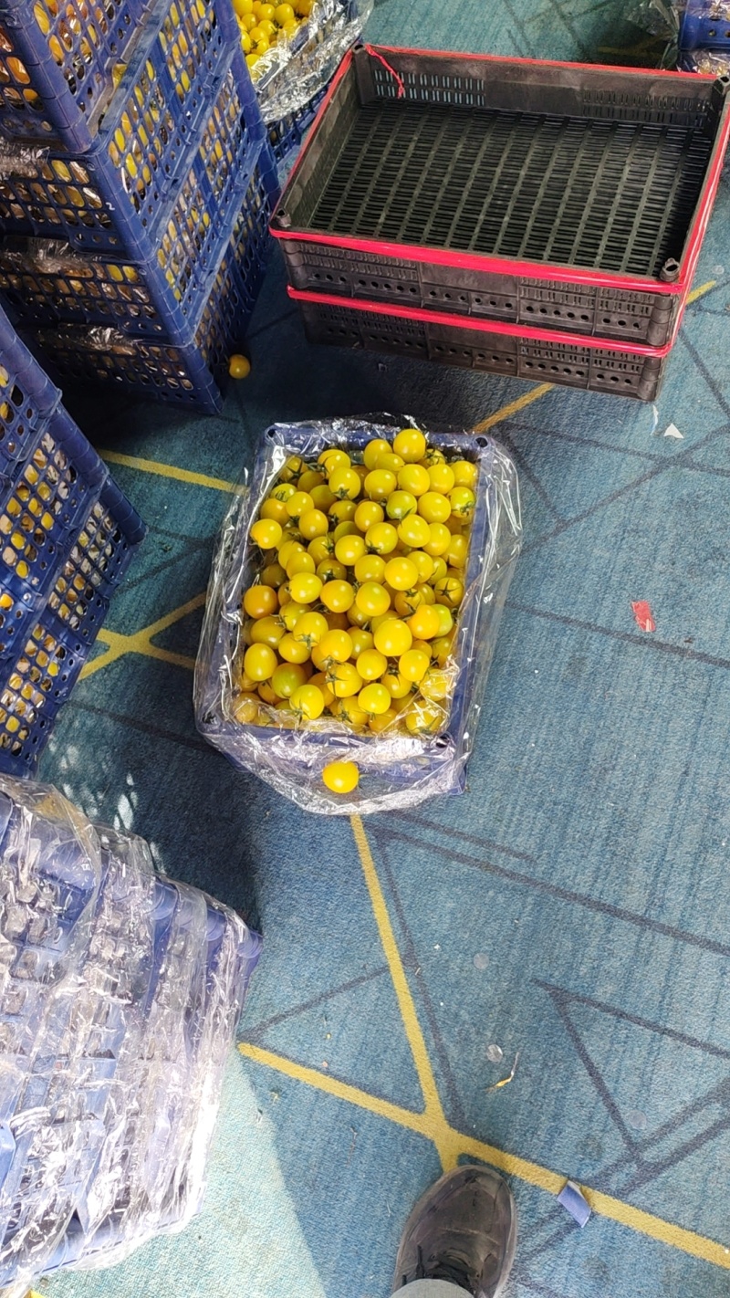 辽宁盘锦黑土地，秋茬各种小柿子上市供应