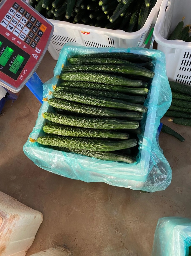 云南元谋6万亩越冬黄瓜大量上市了口感好质量优质