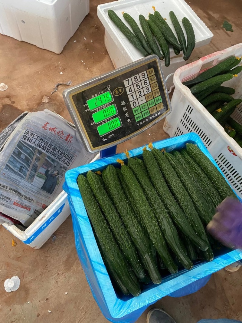 云南元谋6万亩越冬黄瓜大量上市了口感好质量优质