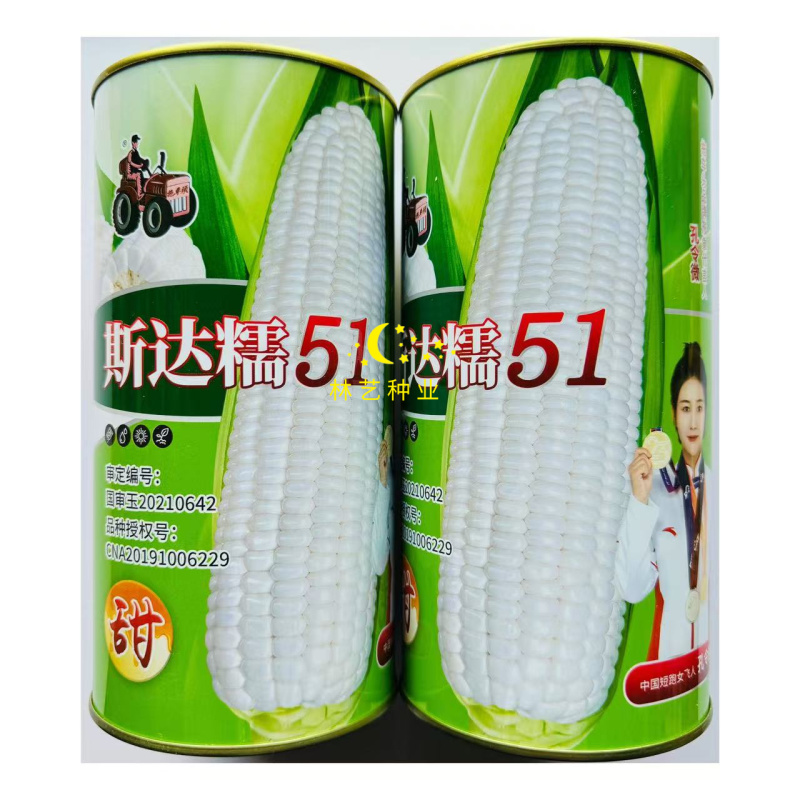 斯达糯51白糯甜玉米种子大棒型鲜食粘糯玉米种籽春秋播种高