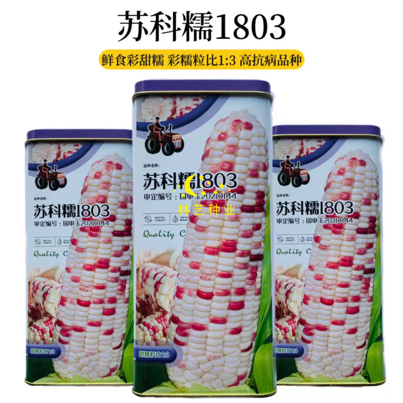 苏科糯1803彩甜糯玉米种子高产抗病甜糯玉米种籽农家大田
