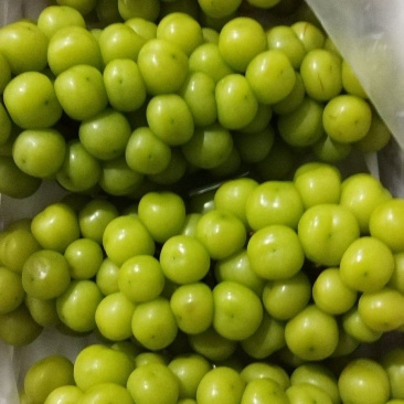 阳光玫瑰