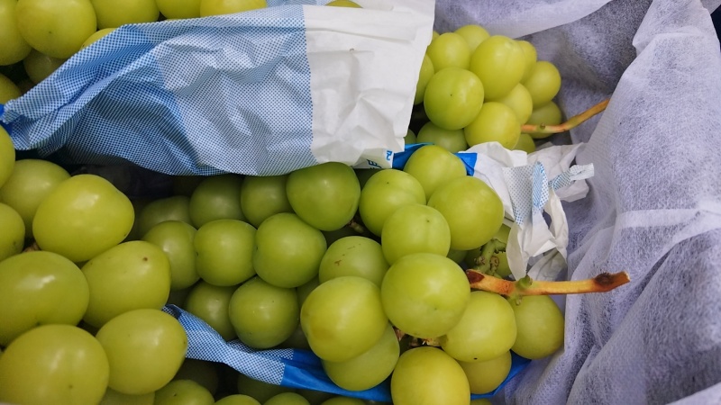 阳光玫瑰