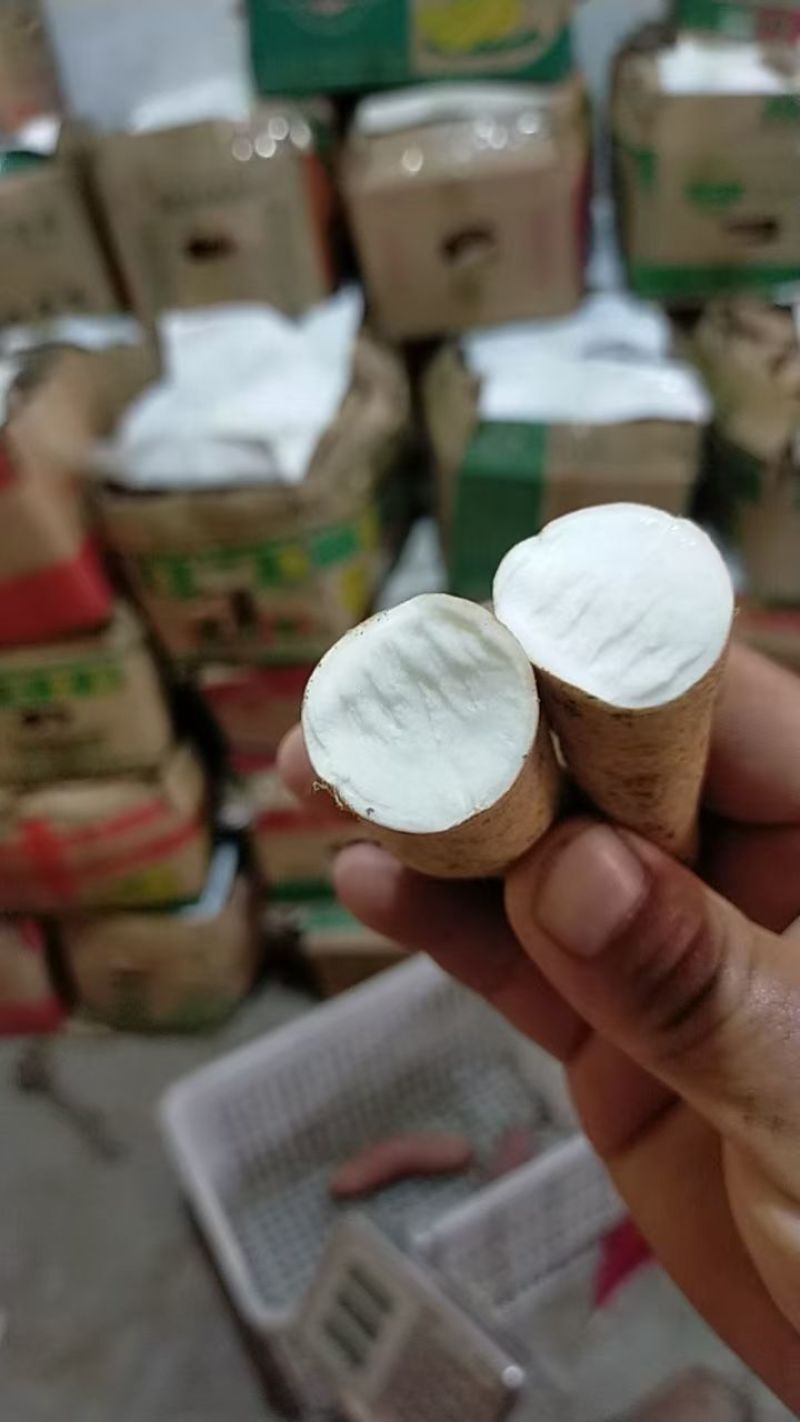 哈密红薯有大量库存，山东邹城市，