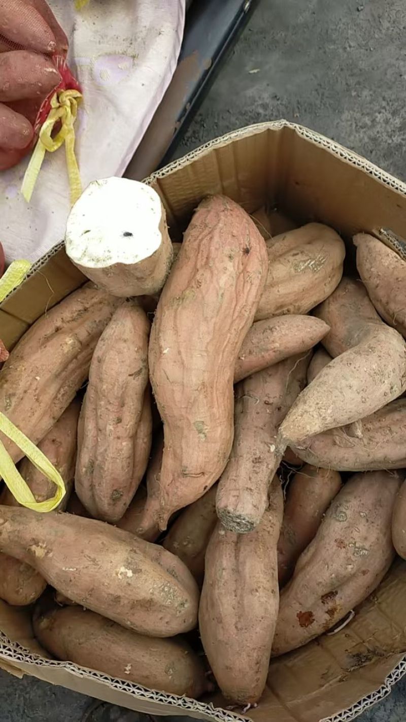 哈密红薯有大量库存，山东邹城市，