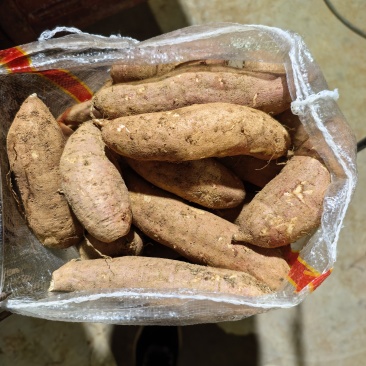 哈密红薯有大量库存，山东邹城市，