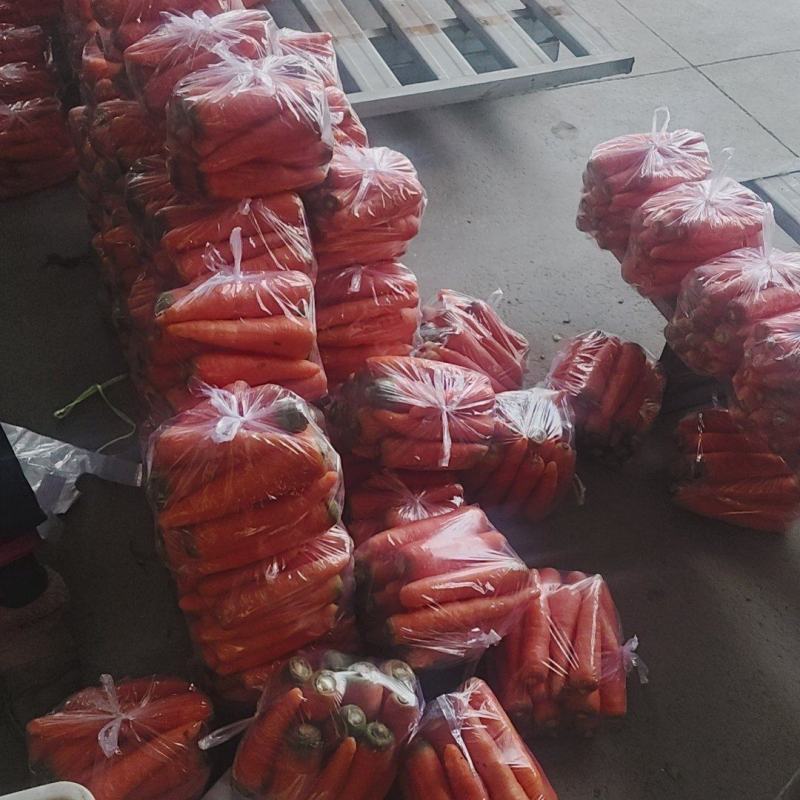 大量供应东台胡萝卜