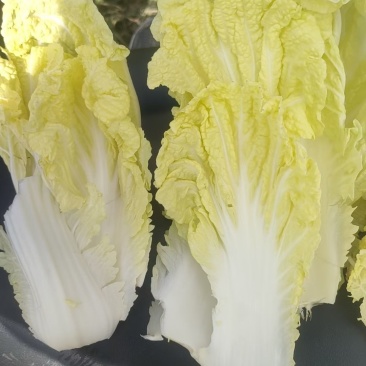 大白菜