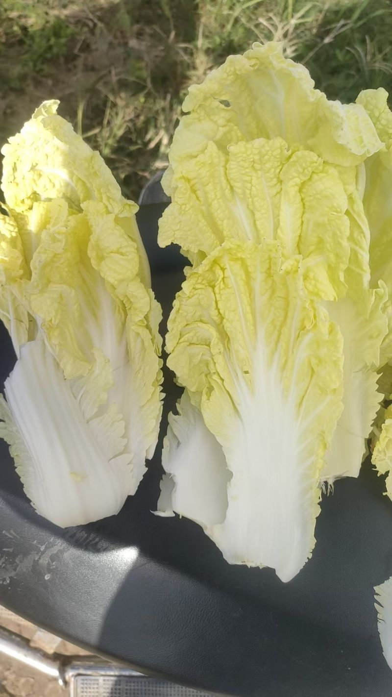 大白菜