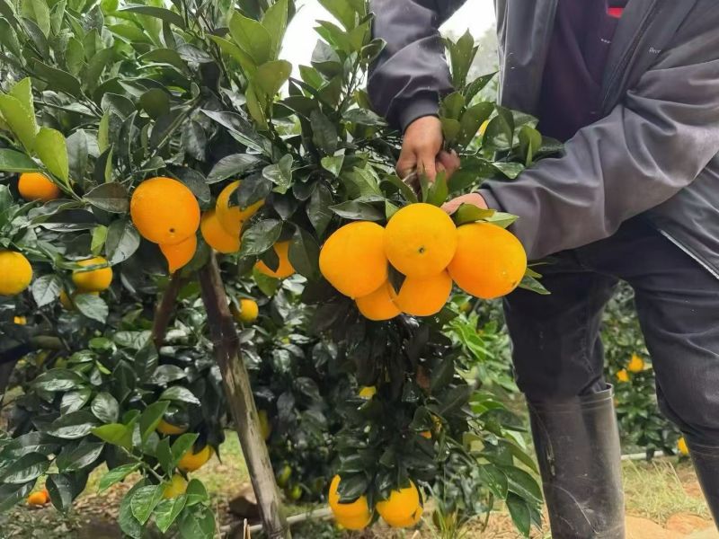 寻乌赣南脐橙超高原味果江西赣州产地直供一件代发电商