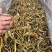 玉竹三蒸三晒玉竹无硫熏新货批发零售均可