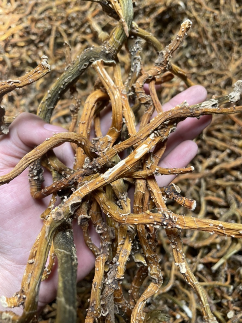 玉竹三蒸三晒玉竹无硫熏新货批发零售均可