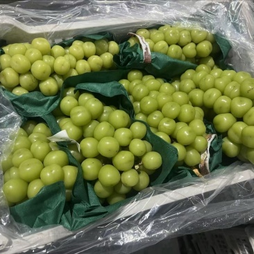 山东阳光玫瑰大量出库中