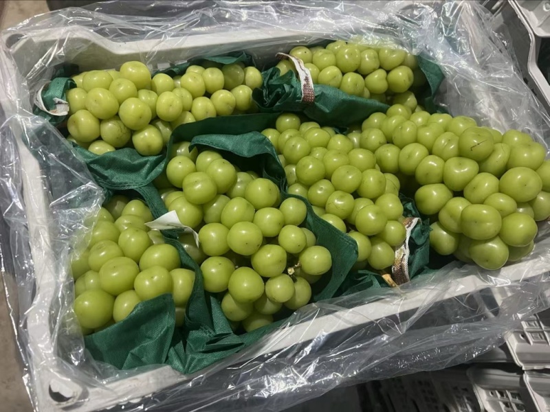 山东阳光玫瑰大量出库中