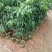 荔枝苗，本基地有各种品种的荔枝苗，一手货源