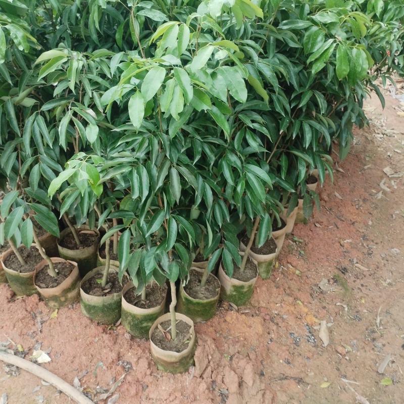 荔枝苗，本基地有各种品种的荔枝苗，一手货源