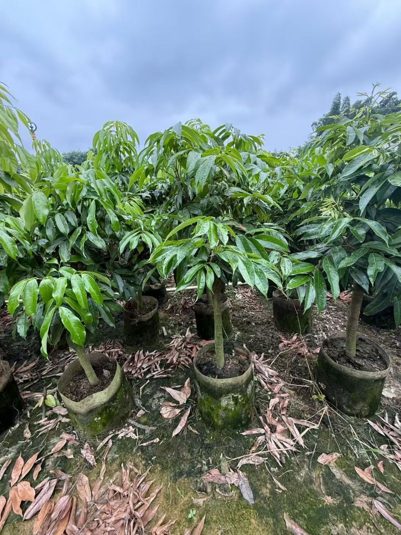 荔枝苗，本基地有各种品种的荔枝苗，一手货源