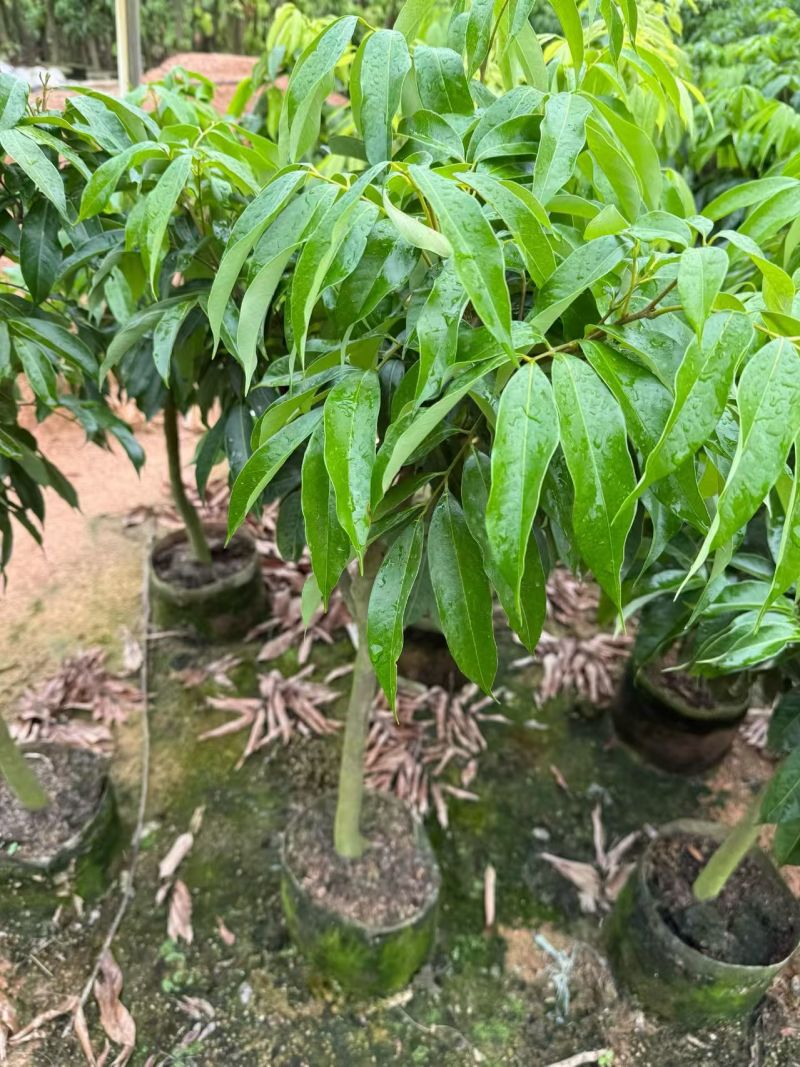荔枝苗，本基地有各种品种的荔枝苗，一手货源