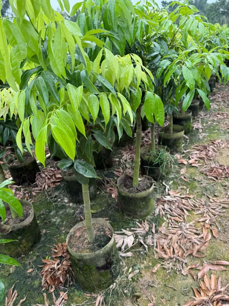 荔枝苗，本基地有各种品种的荔枝苗，一手货源