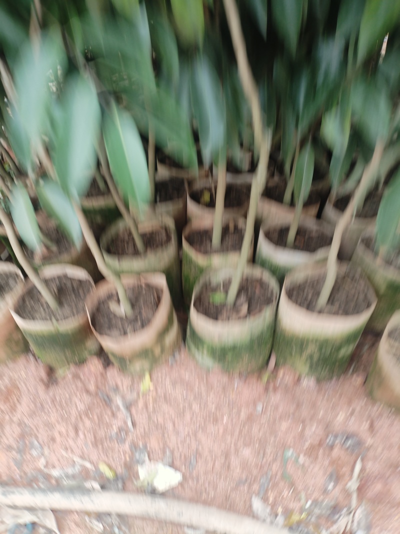 荔枝苗，本基地有各种品种的荔枝苗，一手货源