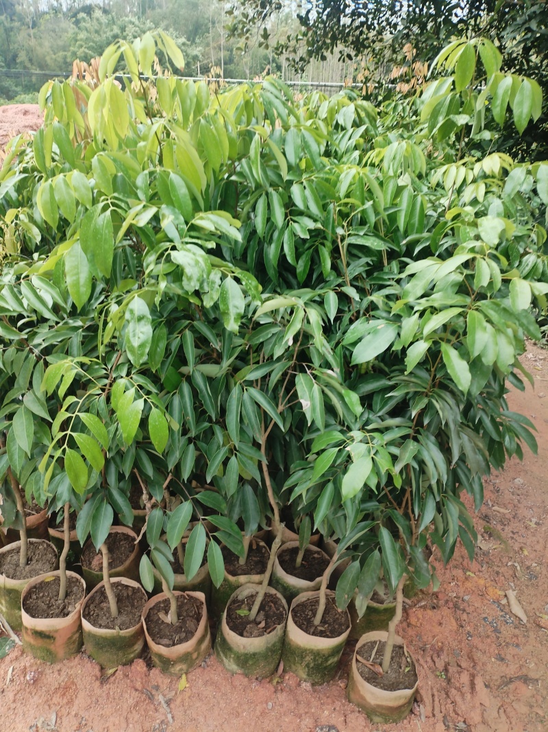 荔枝苗，本基地有各种品种的荔枝苗，一手货源