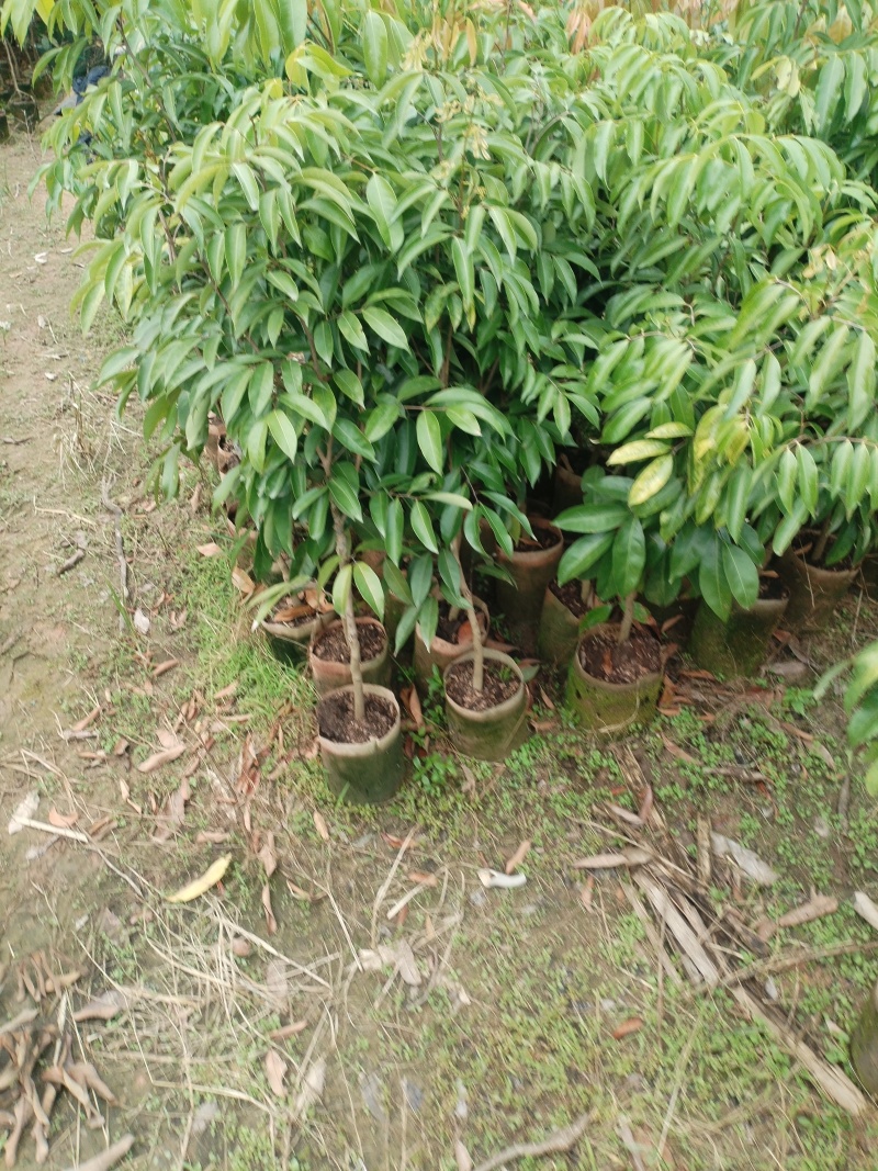 荔枝苗，本基地有各种品种的荔枝苗，一手货源