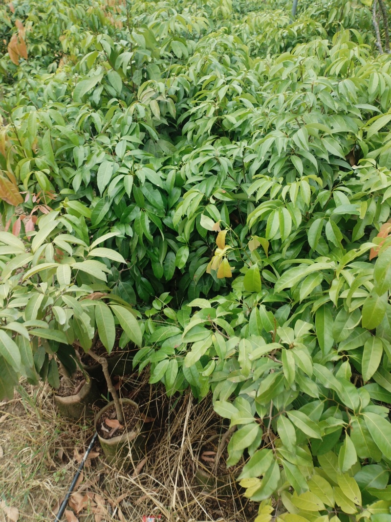 荔枝苗，本基地有各种品种的荔枝苗，一手货源