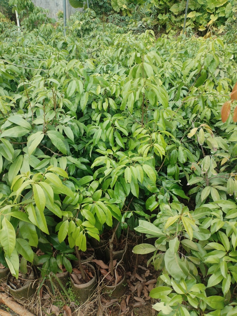 荔枝苗，本基地有各种品种的荔枝苗，一手货源