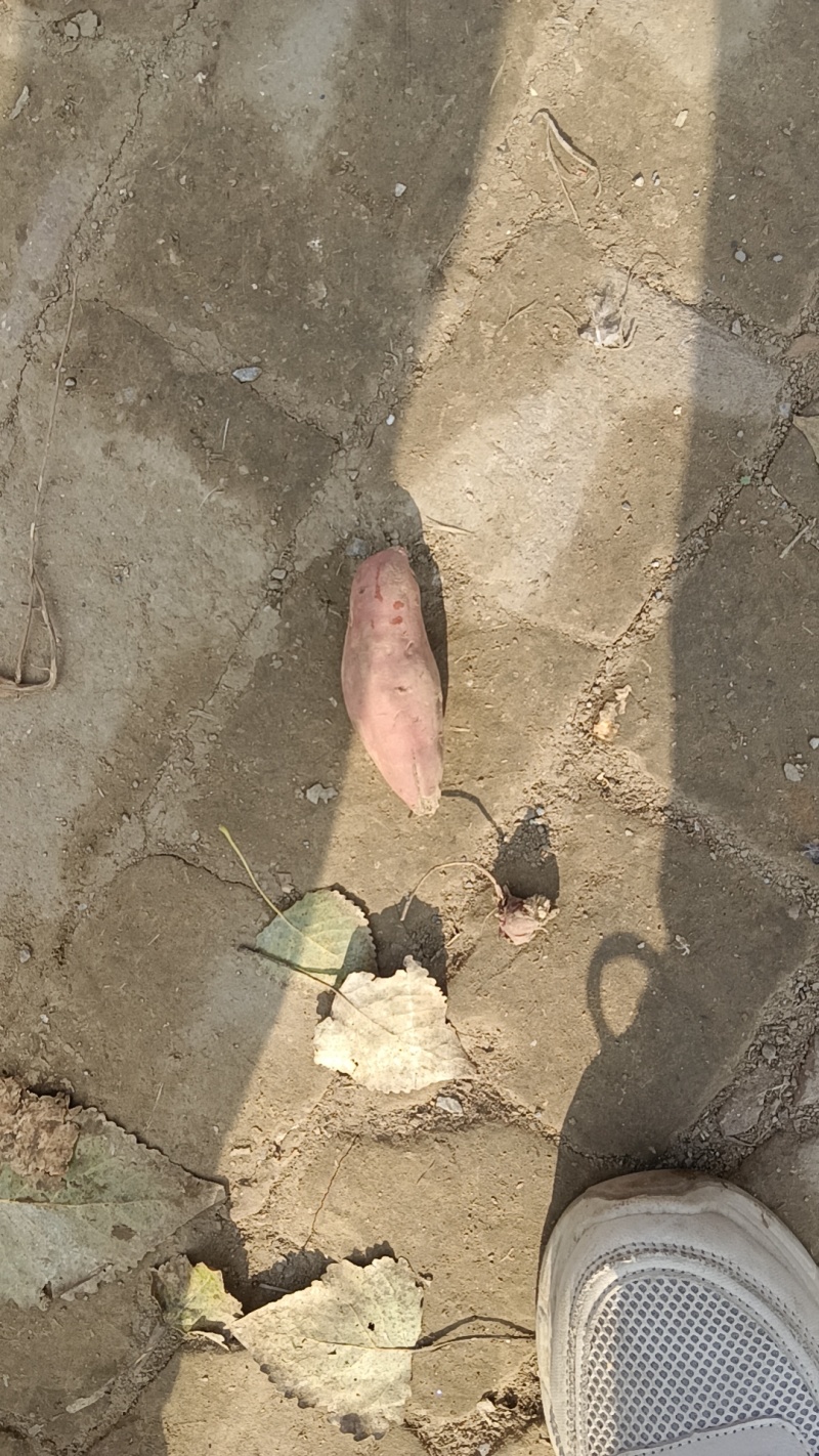 济薯26红皮黄心甜面好吃德州夏津