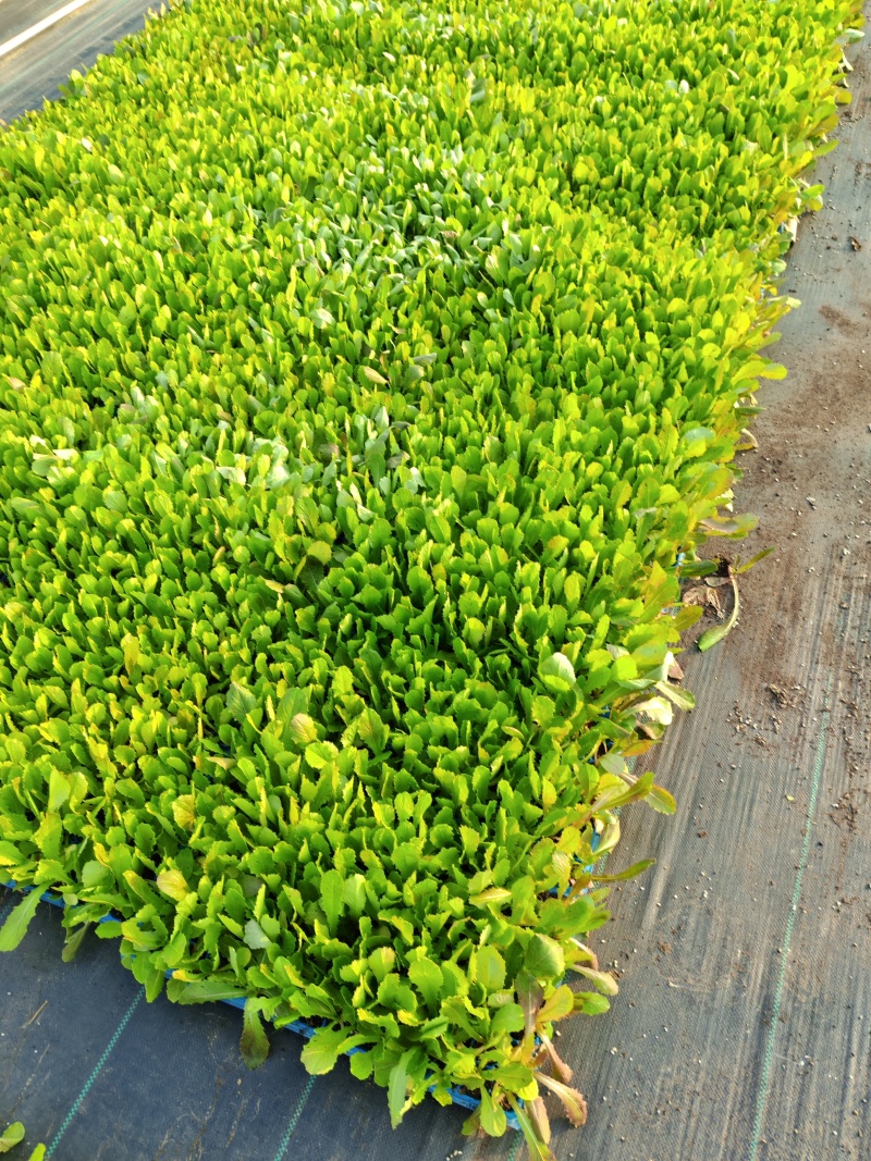 《三青皮莴笋》穴盘莴笋苗，质量保证，可直接发货，对接电商