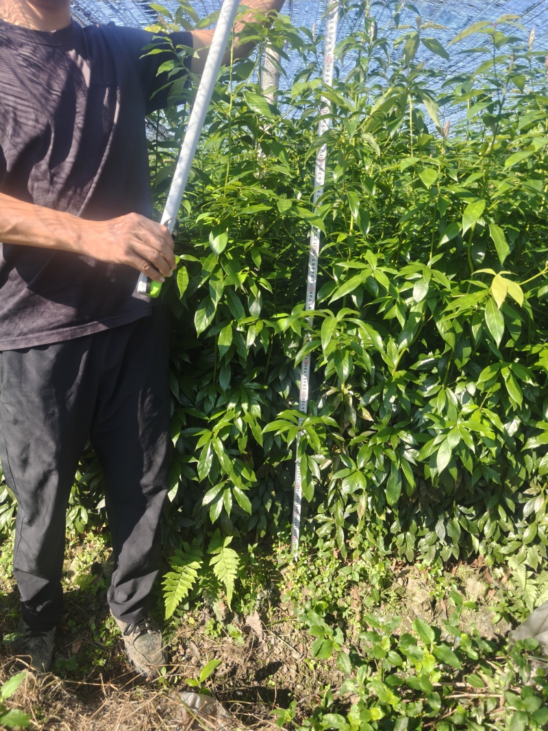 楠木苗金丝楠木树苗桢楠楠闽楠苗江西楠木树苗