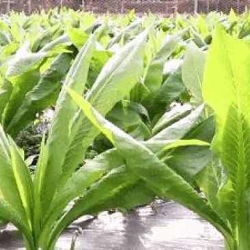 阳春八甲麦/生态甜麦菜/自然露天/零化肥农药/零除草剂