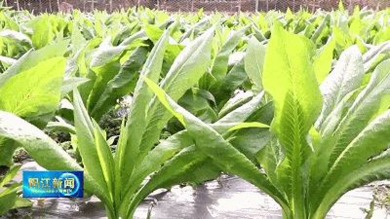 阳春八甲麦/生态甜麦菜/自然露天/零化肥农药/零除草剂