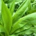 阳春八甲麦/生态甜麦菜/自然露天/零化肥农药/零除草剂