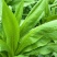 阳春八甲麦/生态甜麦菜/自然露天/零化肥农药/零除草剂