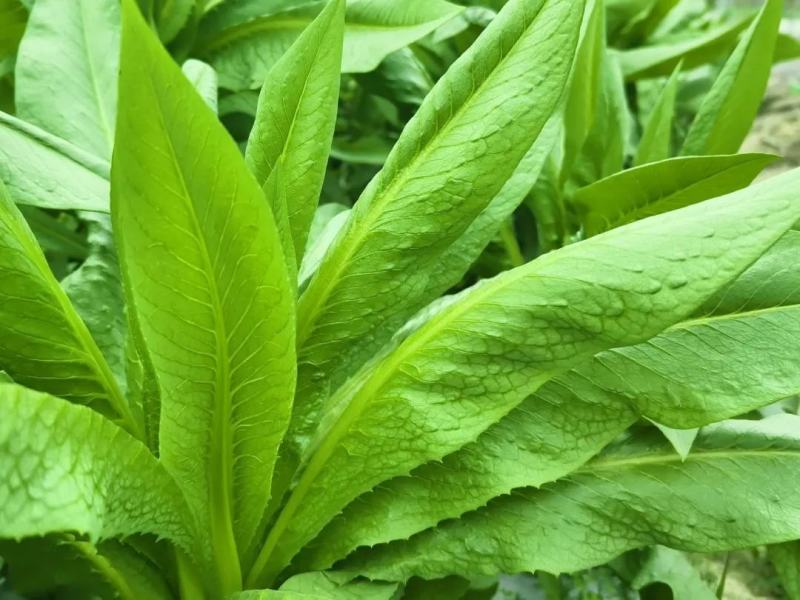 阳春八甲麦/生态甜麦菜/自然露天/零化肥农药/零除草剂