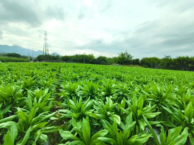 阳春八甲麦/生态甜麦菜/自然露天/零化肥农药/零除草剂