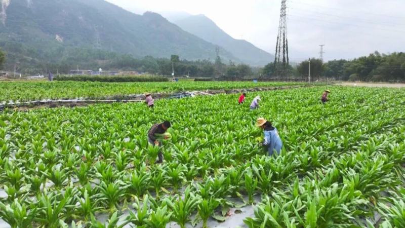 阳春八甲麦/生态甜麦菜/自然露天/零化肥农药/零除草剂