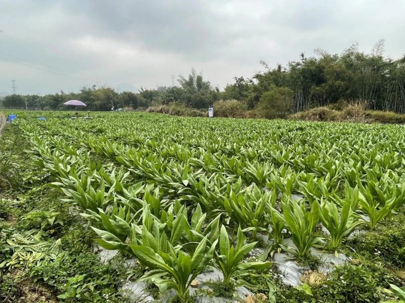 阳春八甲麦/生态甜麦菜/自然露天/零化肥农药/零除草剂