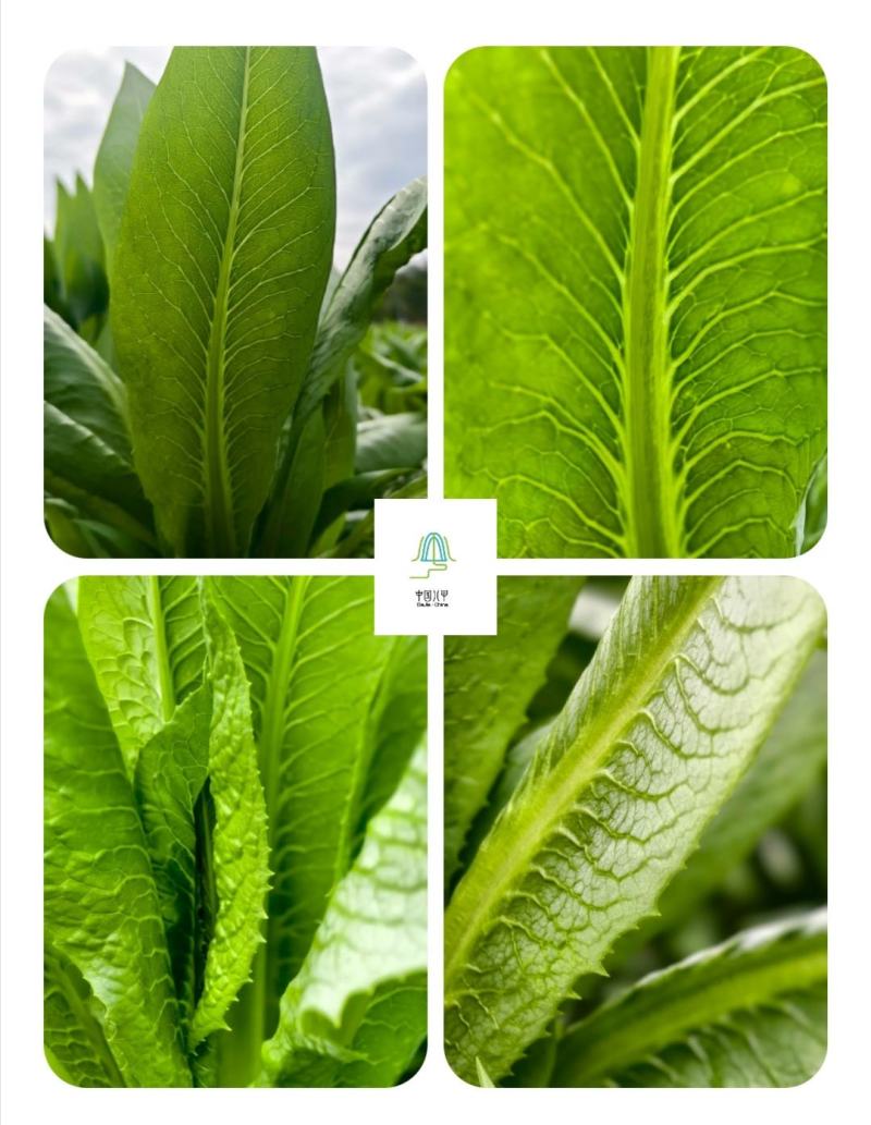 阳春八甲麦/生态甜麦菜/自然露天/零化肥农药/零除草剂
