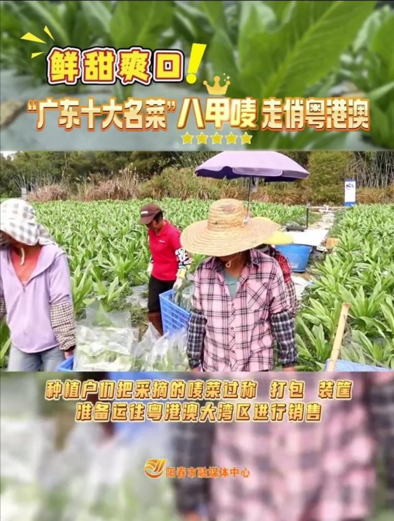 阳春八甲麦/生态甜麦菜/自然露天/零化肥农药/零除草剂
