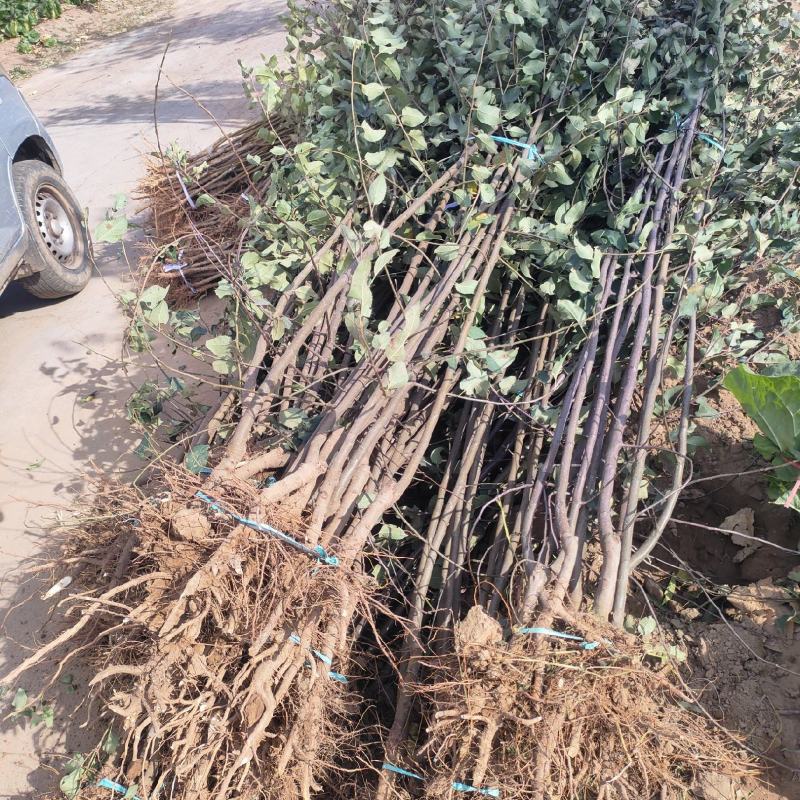 苹果树