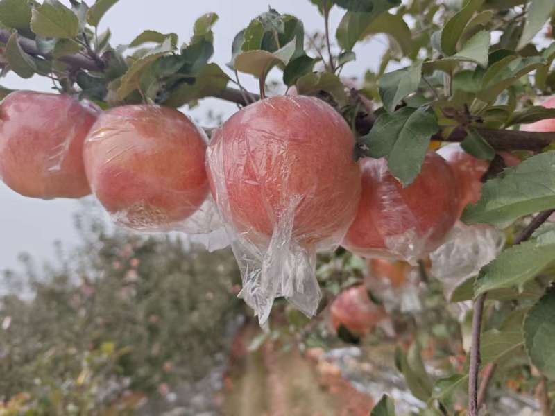 纸加膜红富士