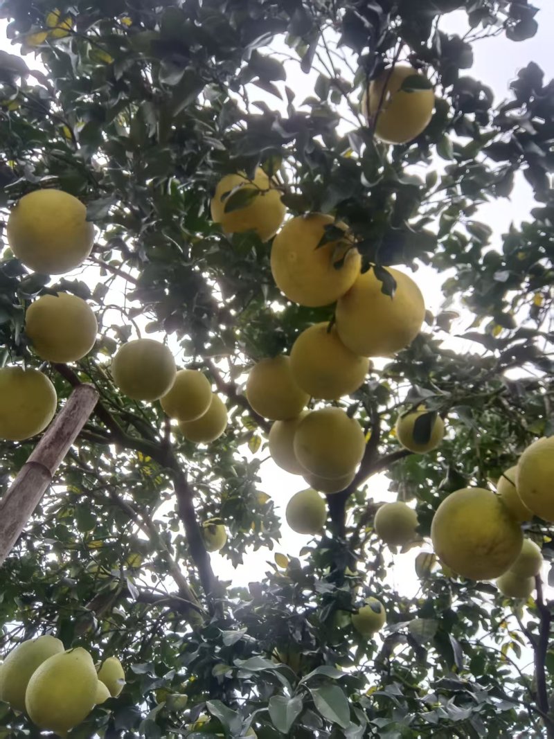 江永香柚，40年老树香柚，纯甜无酸。高糖分，水分充足
