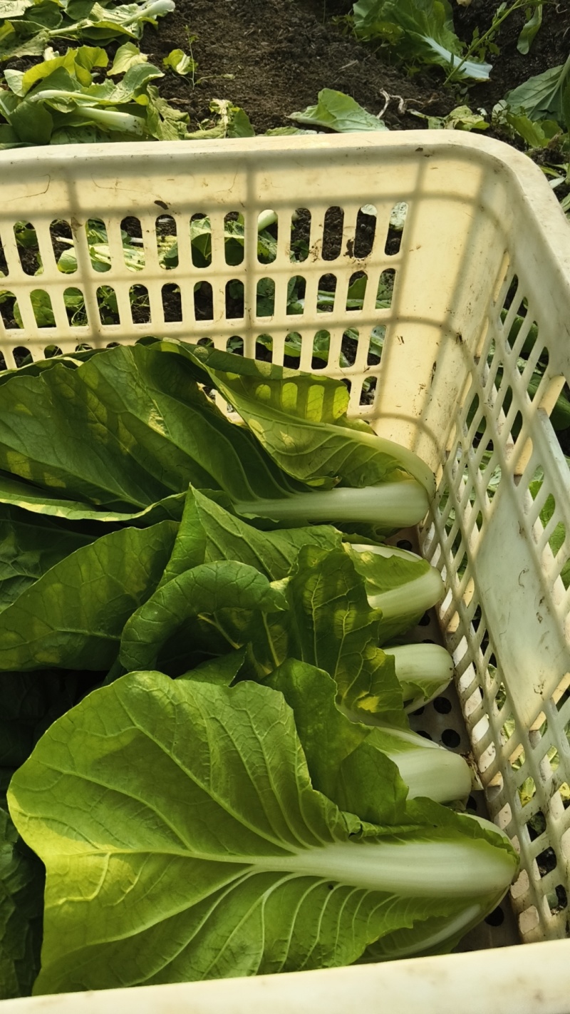 新鲜菜苔直供上海，口感鲜嫩，营养丰富，家庭餐桌。