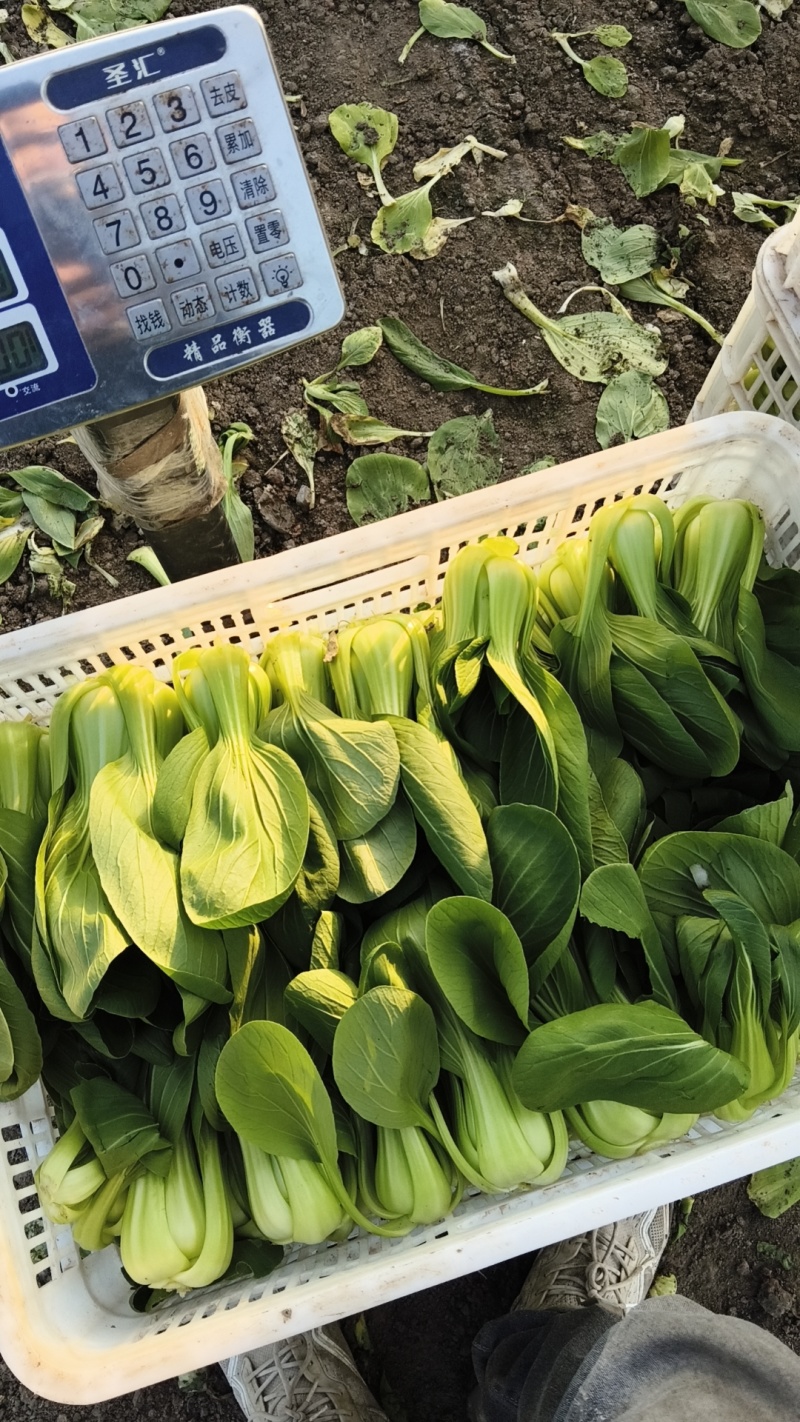 新鲜菜苔直供上海，口感鲜嫩，营养丰富，家庭餐桌。